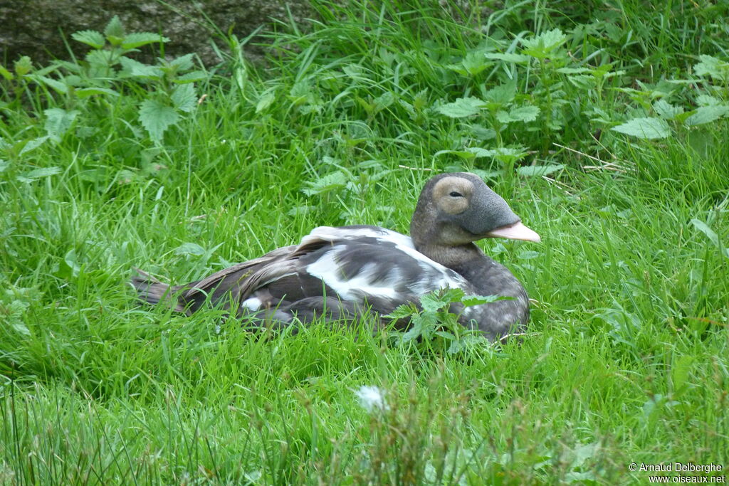 Spectacled Eider