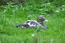 Eider à lunettes