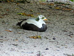 Eider à lunettes