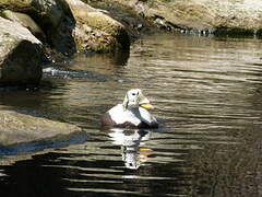 Spectacled Eider