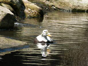 Eider à lunettes