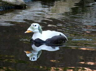 Eider à lunettes