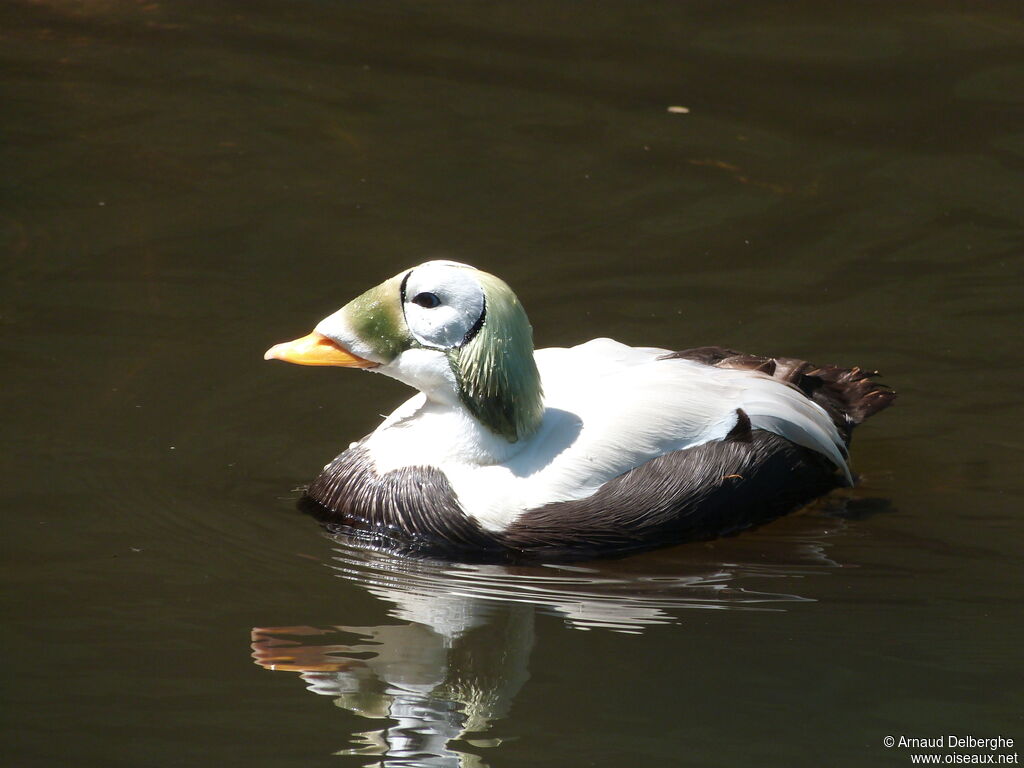 Spectacled Eider, identification