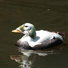 Eider à lunettes