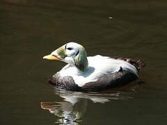 Eider à lunettes