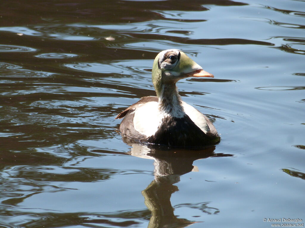 Spectacled Eider