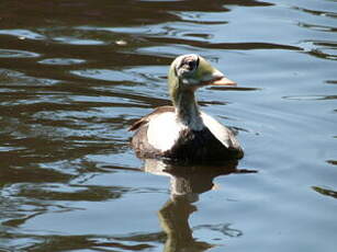 Eider à lunettes