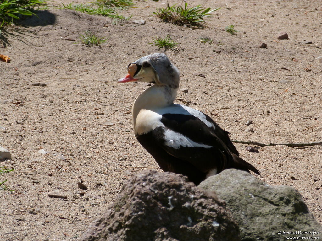 Eider à tête grise