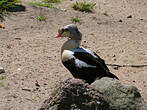 Eider à tête grise