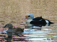 Eider à tête grise