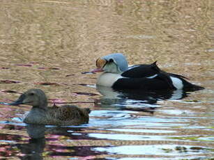 Eider à tête grise