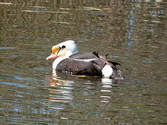 King Eider