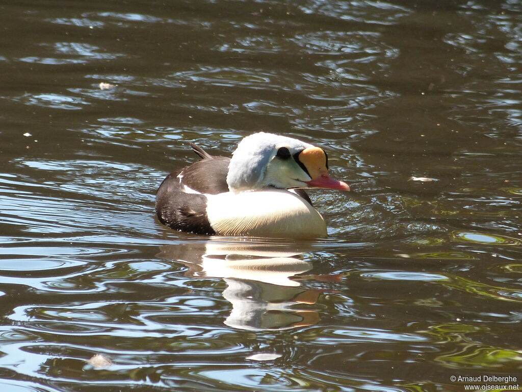 King Eider