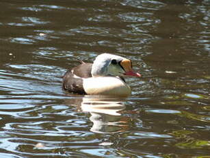 Eider à tête grise