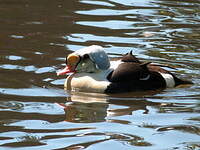 Eider à tête grise