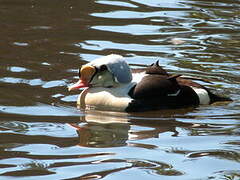 King Eider