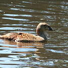 Eider à tête grise