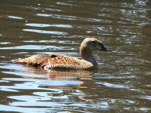 Eider à tête grise