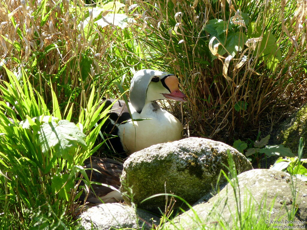 King Eider