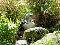 Eider à tête grise