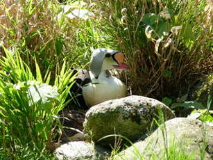 Eider à tête grise