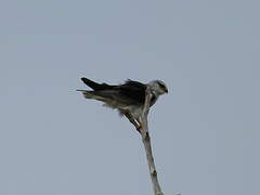 Black-winged Kite