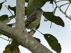 Yellow-bellied Elaenia