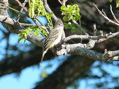 Yellow-bellied Elaenia