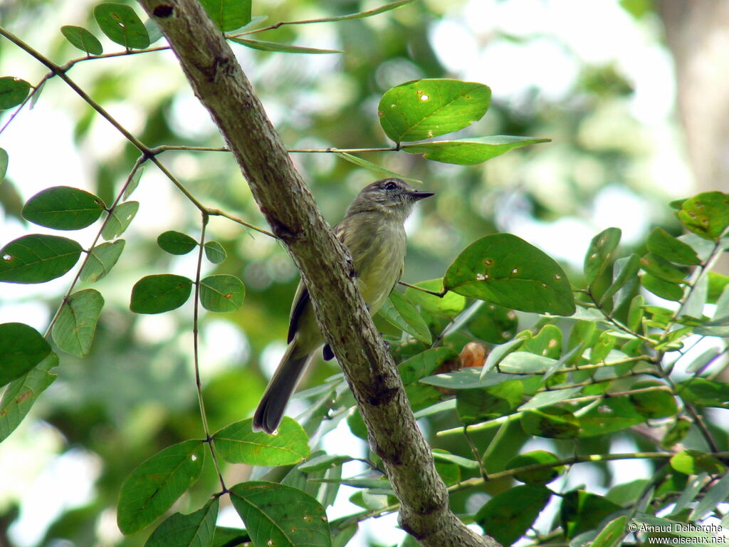 Forest Elaenia