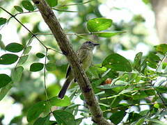 Forest Elaenia