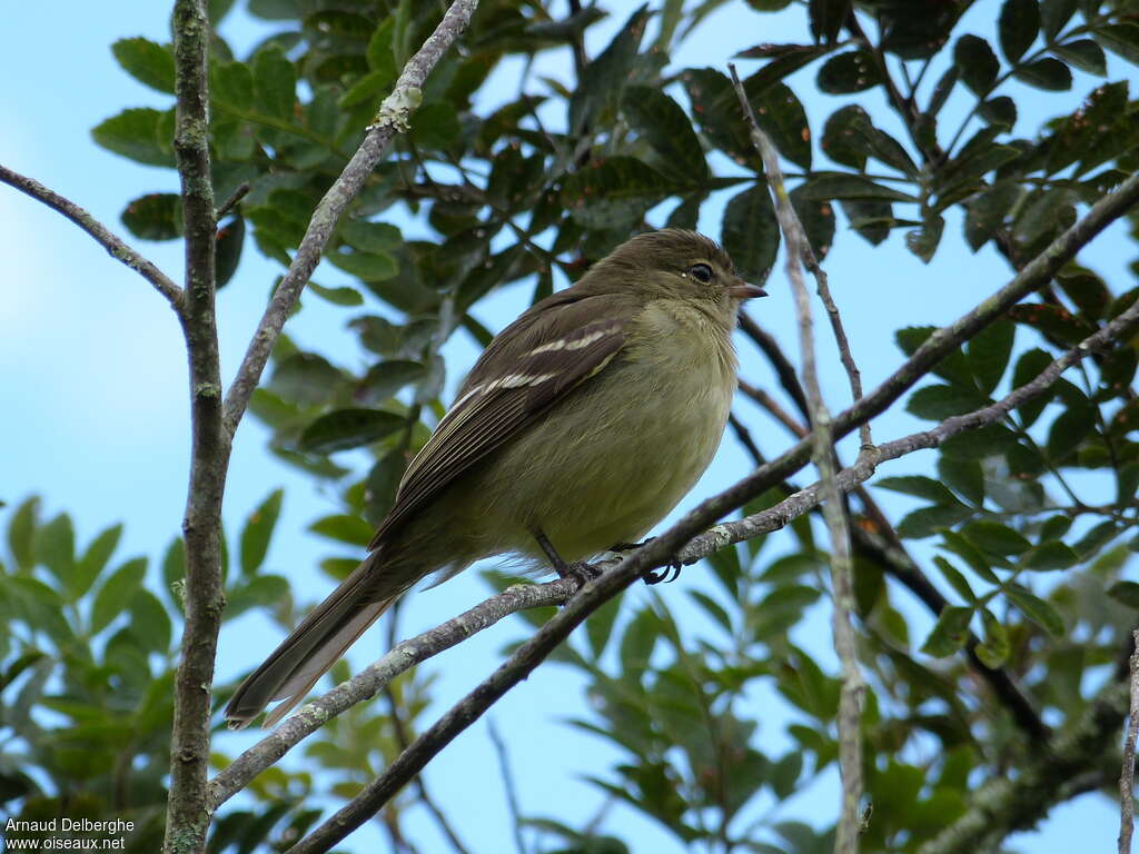 Olivaceous Elaeniaadult