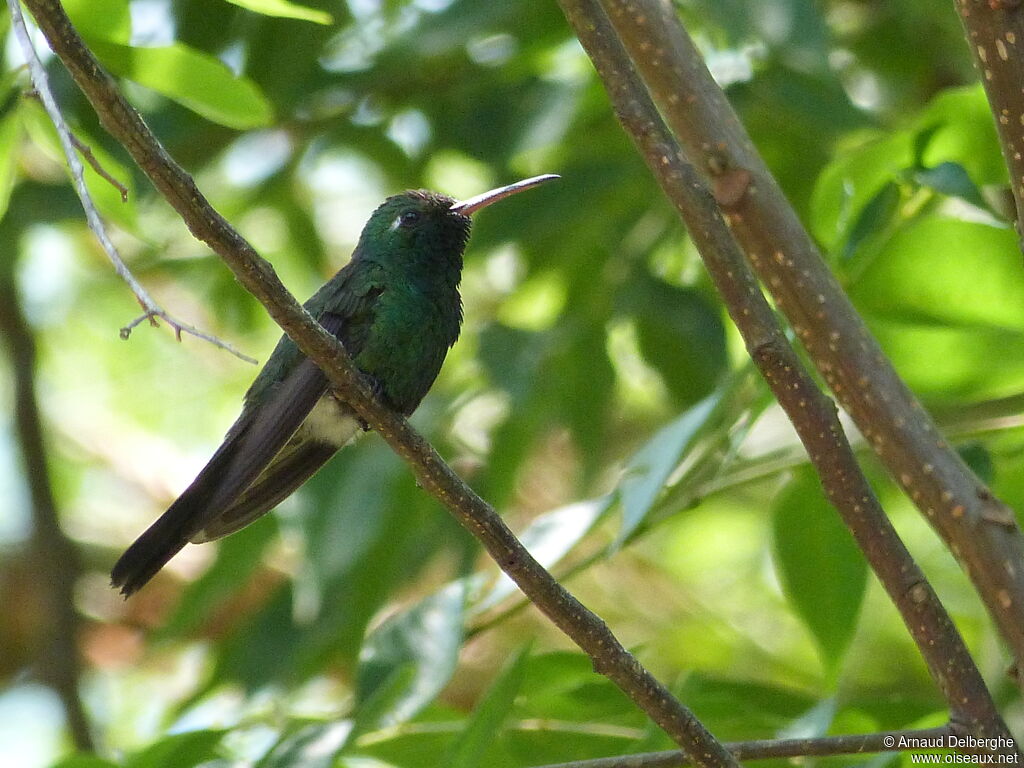 Cuban Emerald