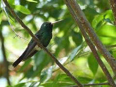 Cuban Emerald