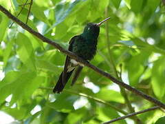 Cuban Emerald