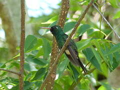 Cuban Emerald