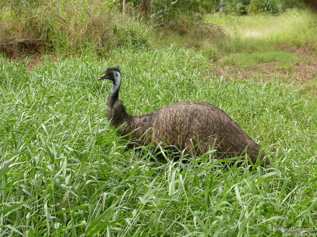 Emu