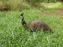 Émeu d'Australie