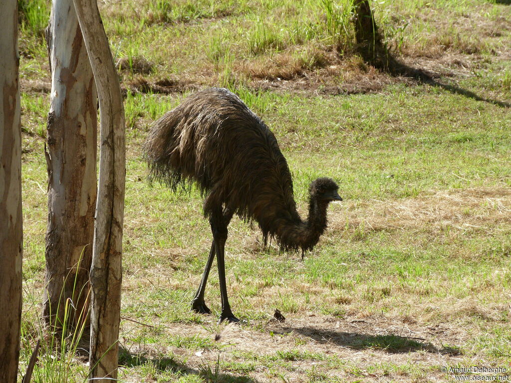 Emu