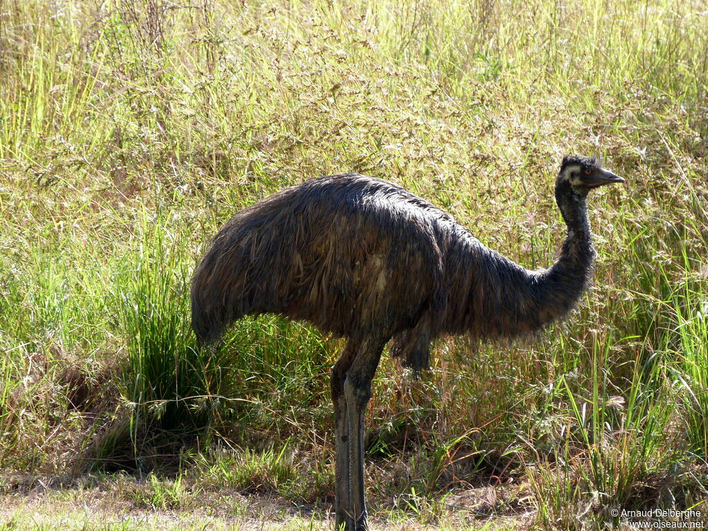 Émeu d'Australie