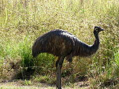 Emu