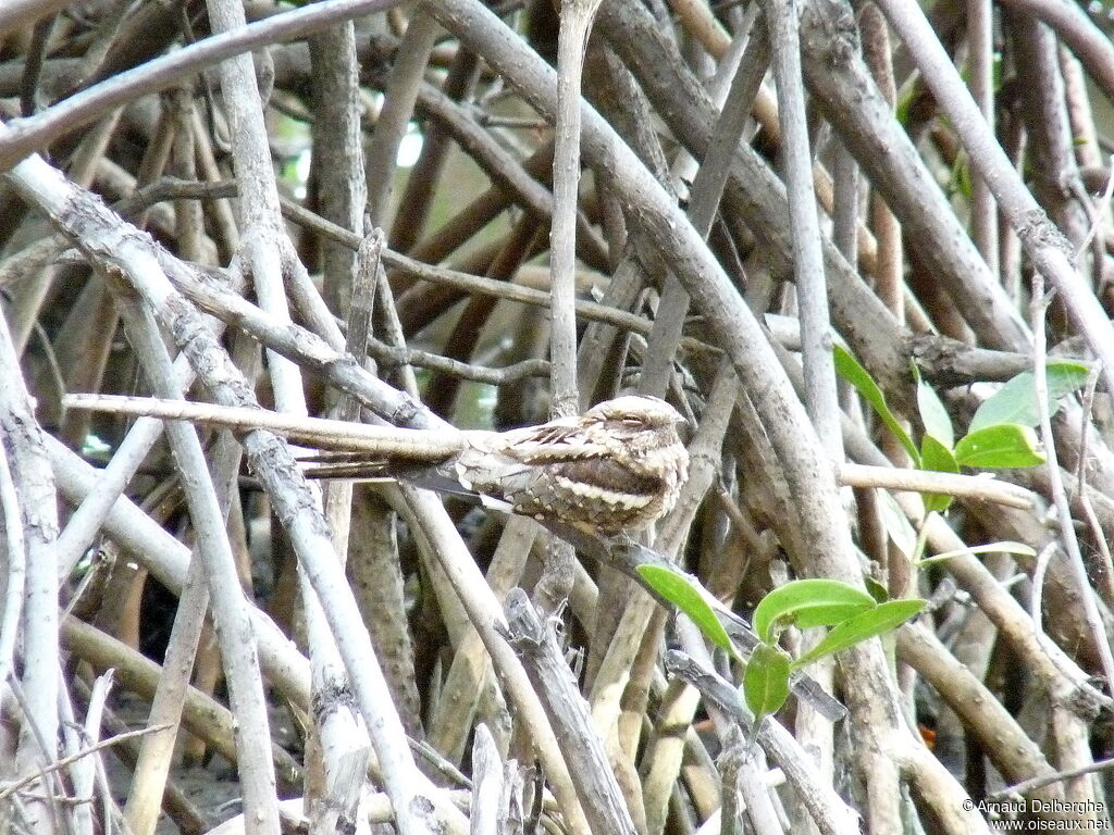 Long-tailed Nightjar