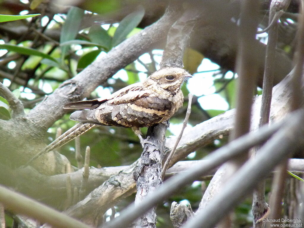 Long-tailed Nightjar