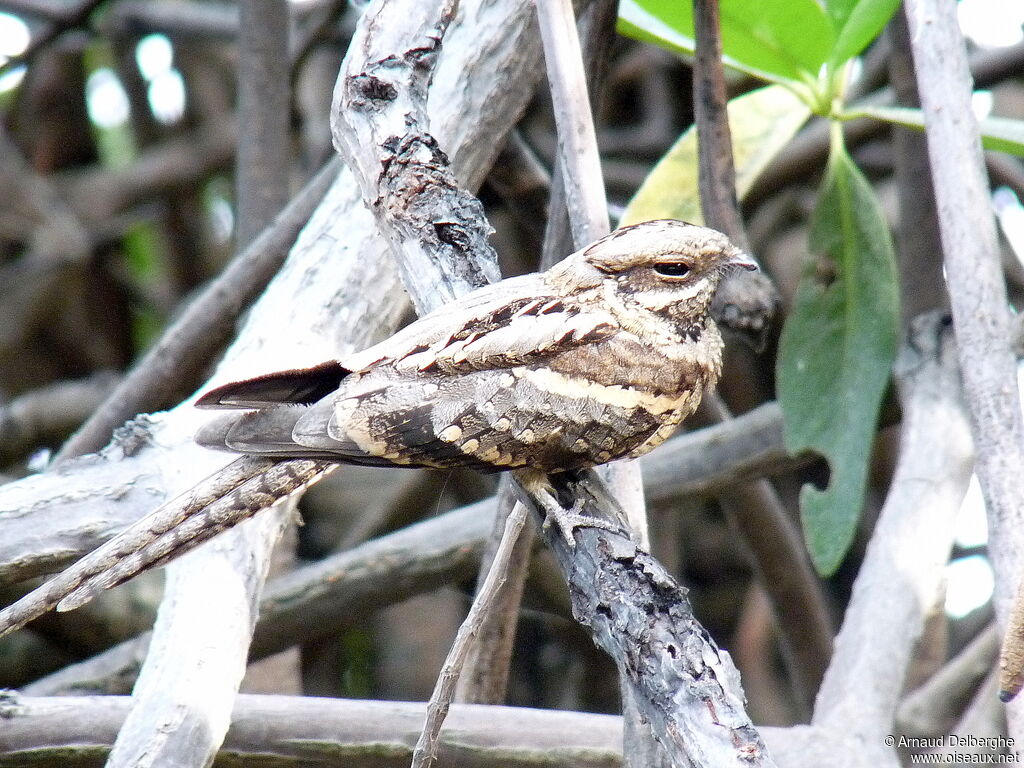 Long-tailed Nightjar