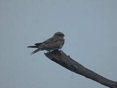 Sand-colored Nighthawk