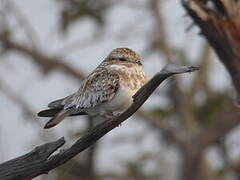 Sand-colored Nighthawk