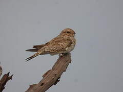 Sand-colored Nighthawk