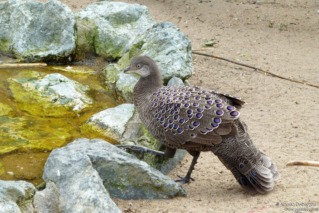 Grey Peacock-Pheasant