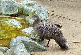 Grey Peacock-Pheasant