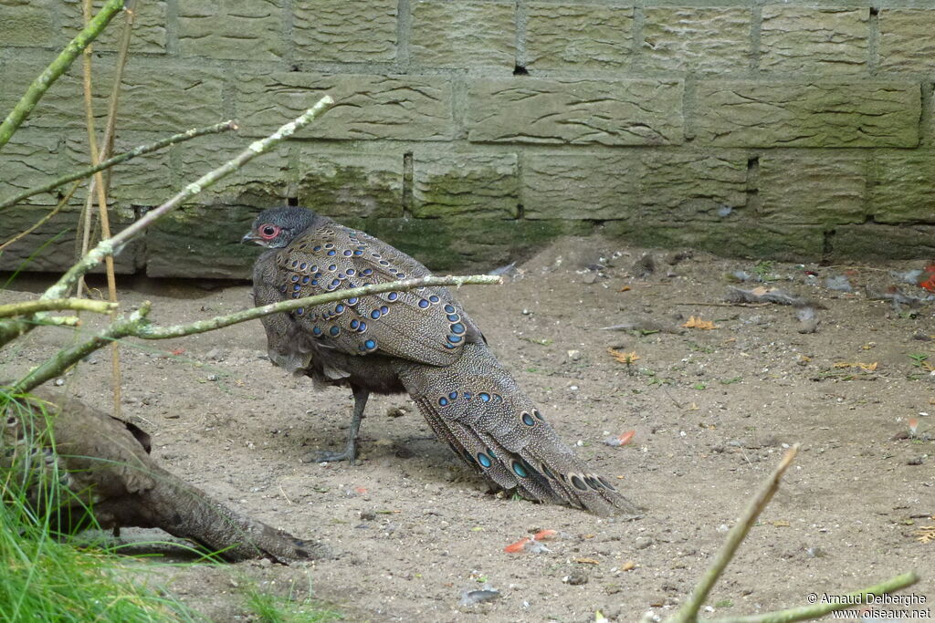 Germain's Peacock-Pheasant