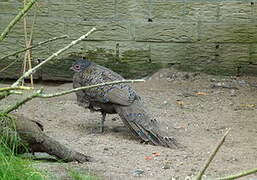 Germain's Peacock-Pheasant